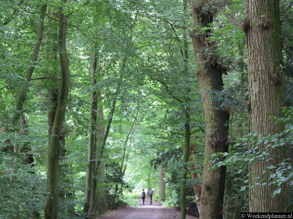 Voor de slotgracht loopt deze lange laan het bospark in. Je  kunt gratis het landgoed bezoeken. Er is een parkeerplaats naast het kasteel.Tip: Mooie wandelroutes in de buurt.